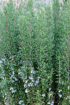 Rosmarinus officinalis pyramidalis Rosmarinus officinalis pyramidalis